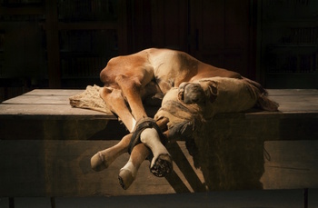 to Zurbaran, 2015, 2015 - Photo: Mirjam Devriendt to Zurbaran, 2015, 2015 - Photo: Mirjam Devriendt